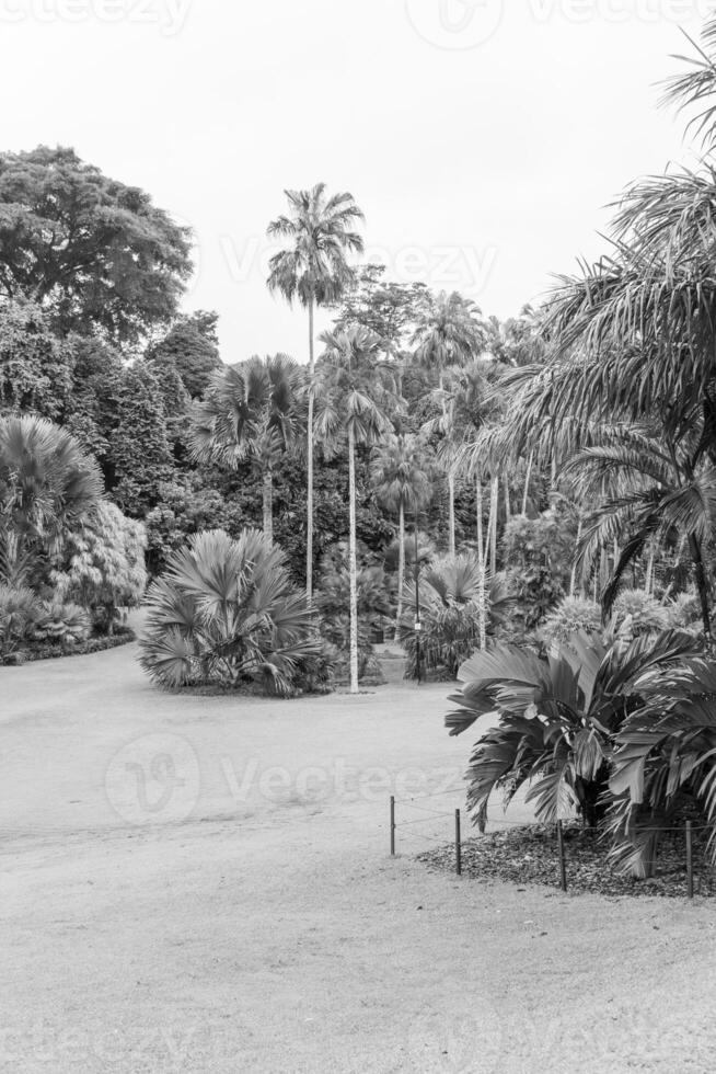 giardino nel Singapore foto