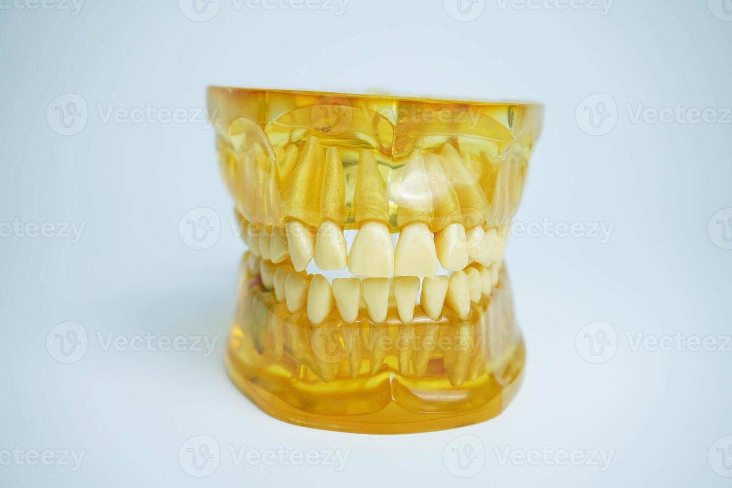 giallo mascella modello su bianca sfondo. dentiere o falso denti foto