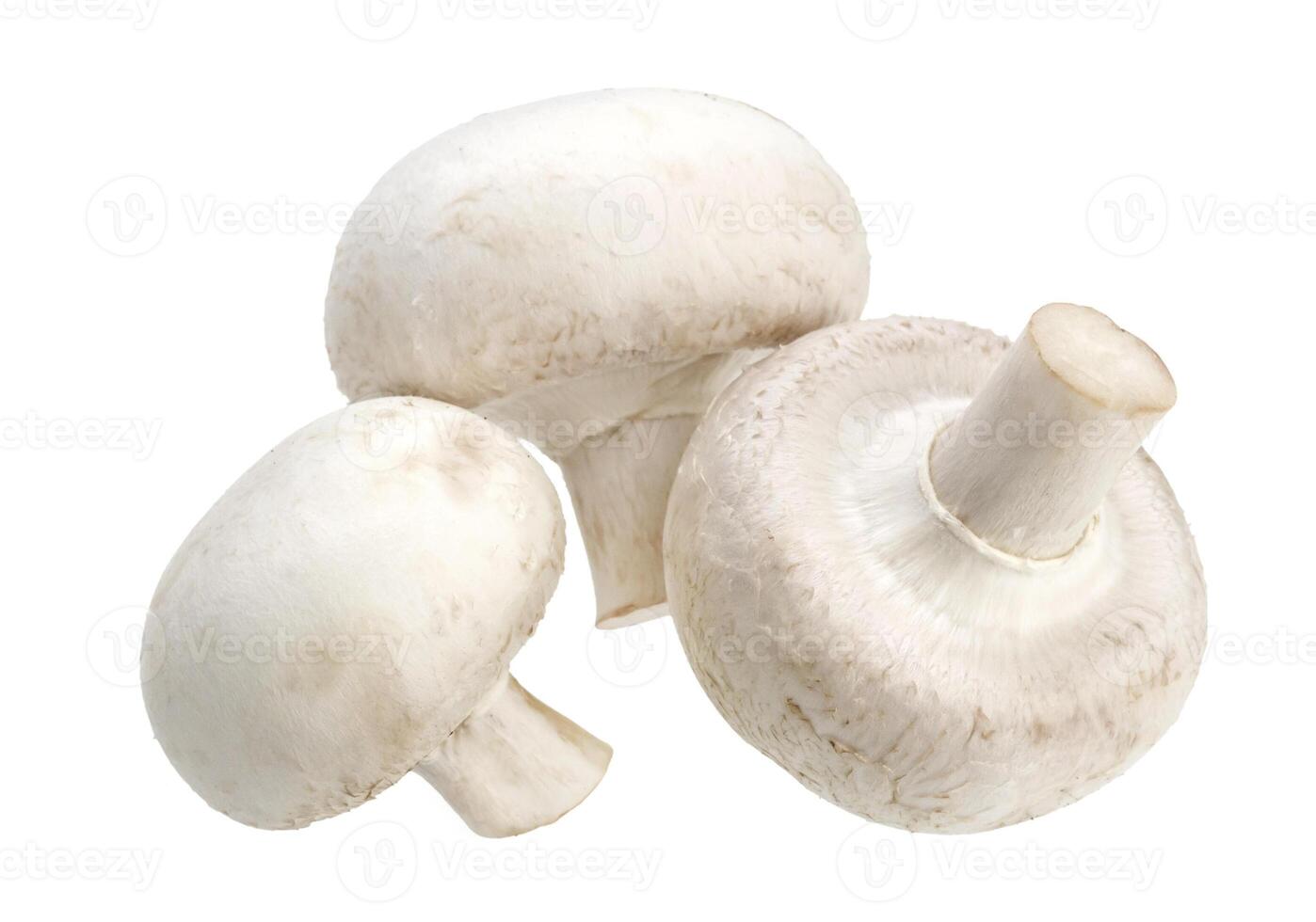 funghi champignon isolati su sfondo bianco foto