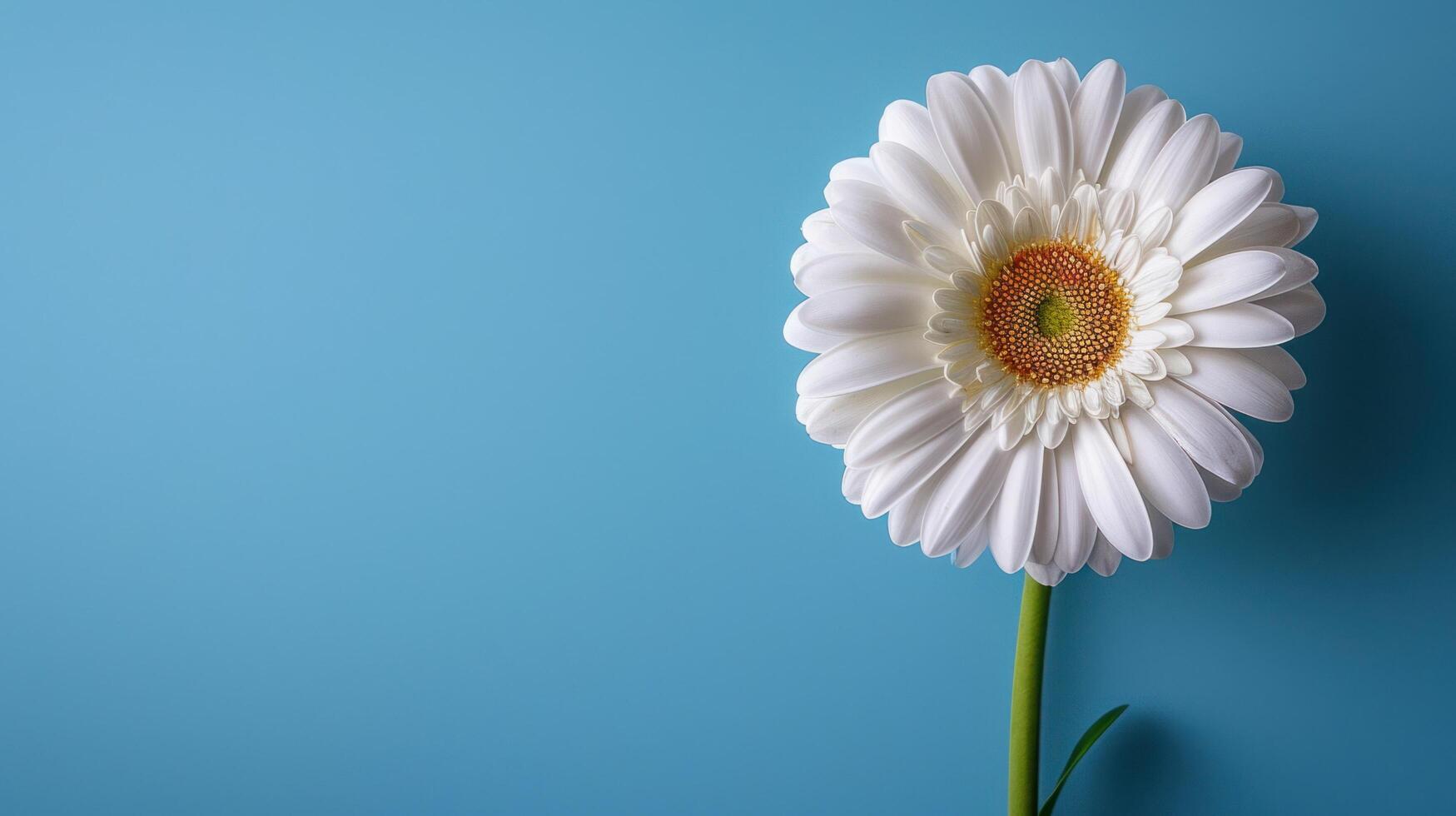 ai generato fresco estate fiore su blu sfondo con copia spazio foto