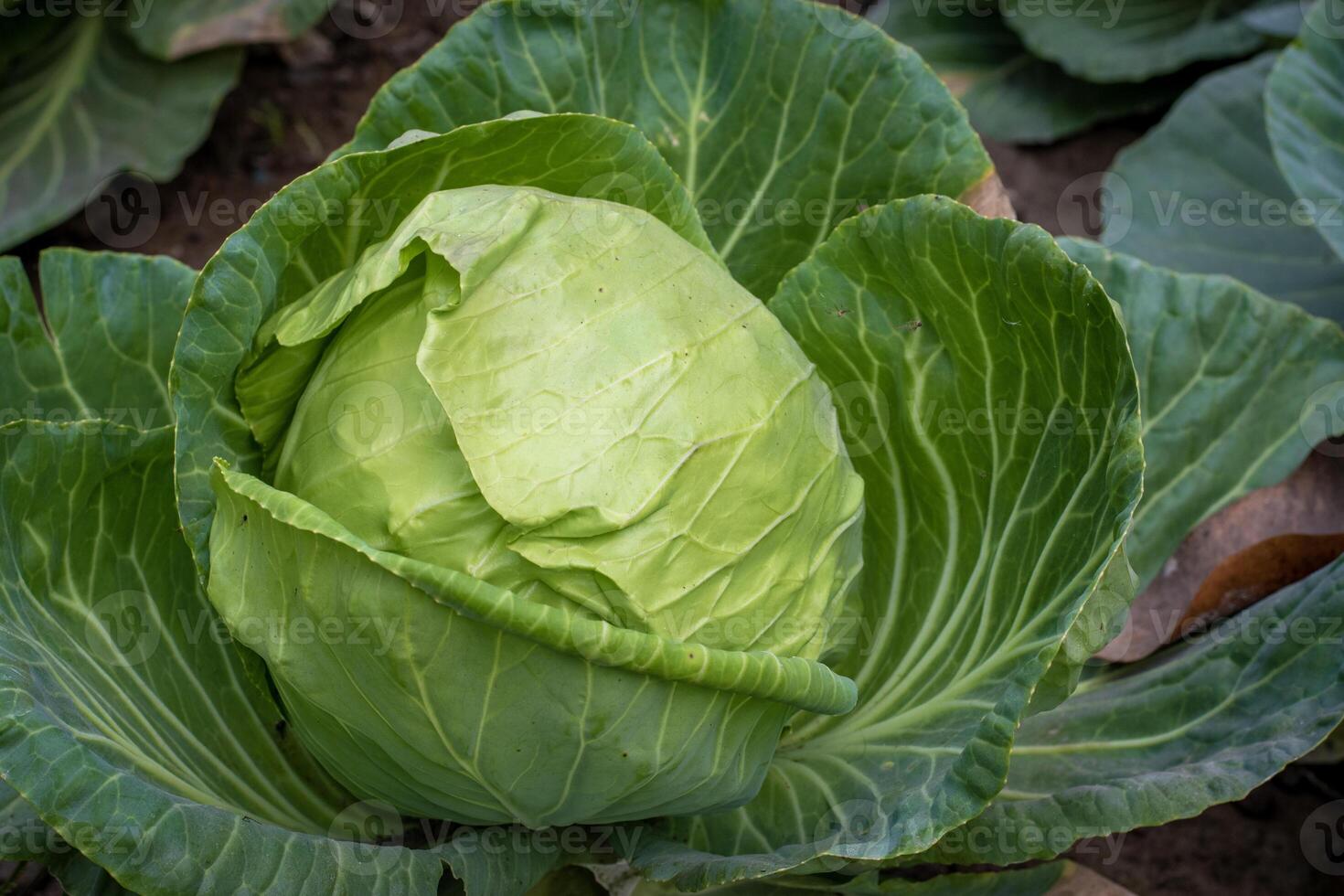 in crescita verde cavolo nel il giardino foto