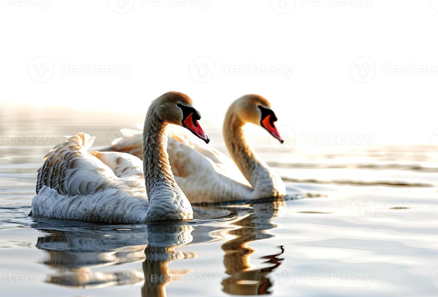 ai generato Due bellissimo bianca cigno uccelli nuoto insieme su acqua su bianca sfondo foto