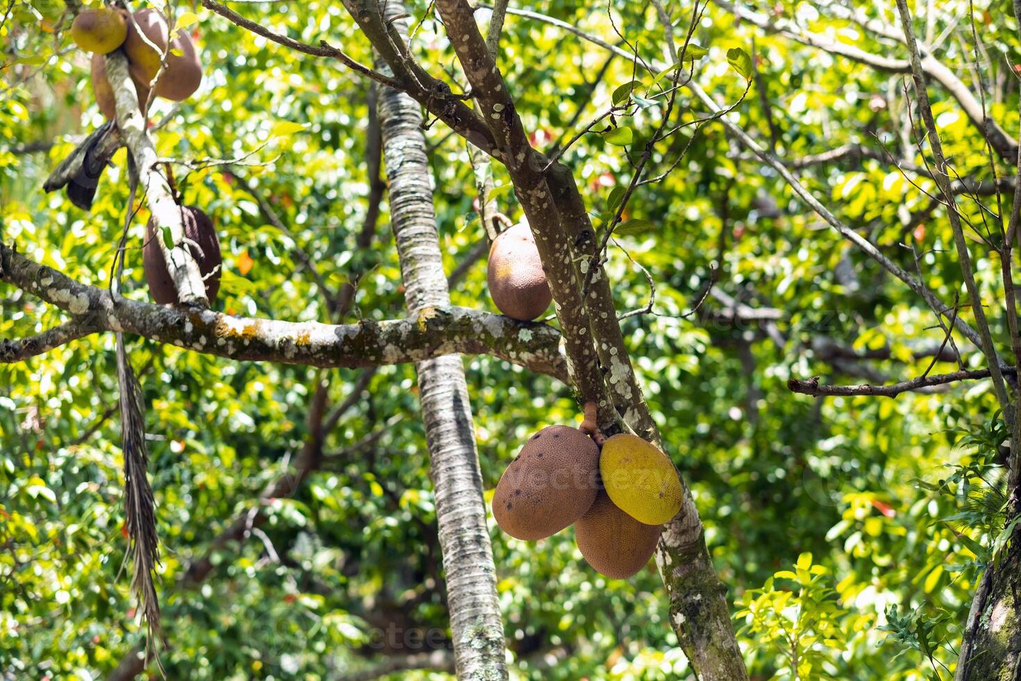 l'albero del pane albero su il isola di mauritius foto