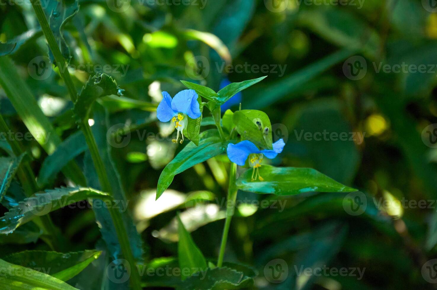 blu fiori con gocce di pioggia avvicinamento nel il giardino. soleggiato estate giorno dopo pioggia. foto