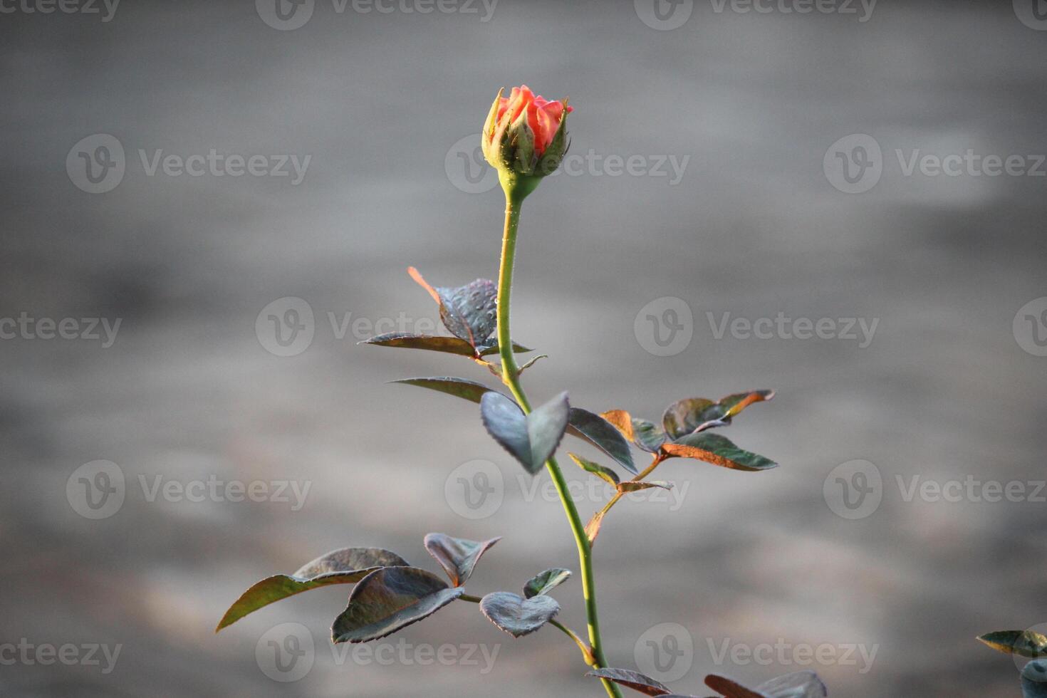 vicino su di arancia rosa fiore mini cuffie su sfocato sfondo foto