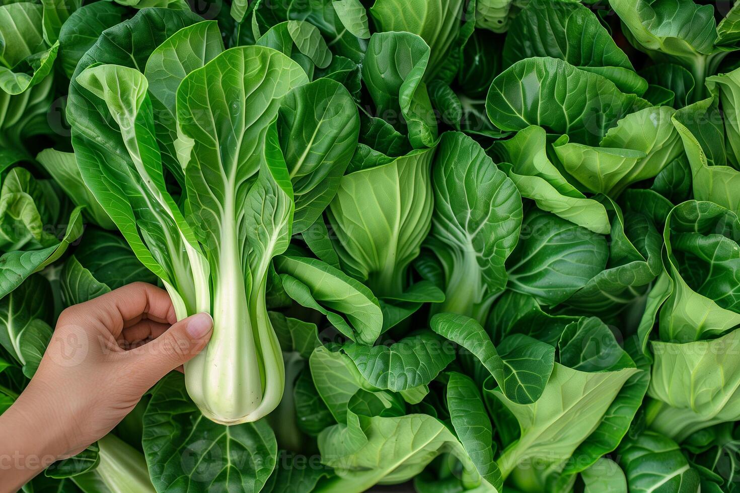 ai generato mano raccolta fresco bok choy salutare verdura sfondo con copia spazio foto