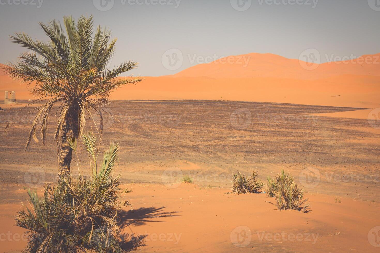 palma albero nel erg Chebbi, a il occidentale bordo di il sahara deserto foto