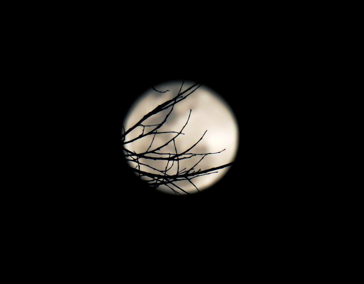 silhouette di albero ramo su sfocato pieno Luna e notte tempo sfondo. foto