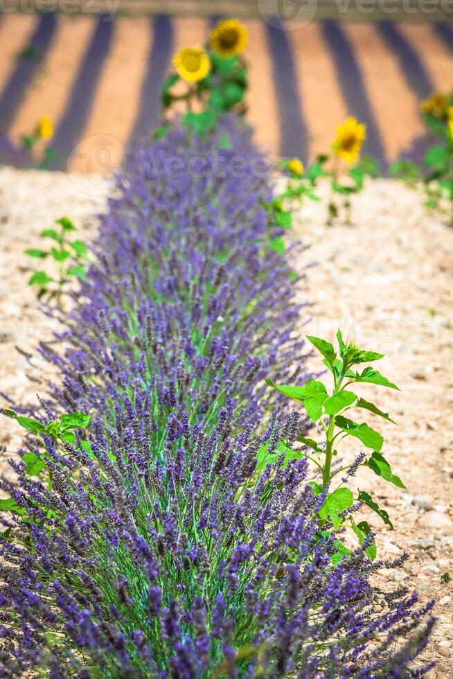 lavanda campo. il altopiano di valensole nel provence foto