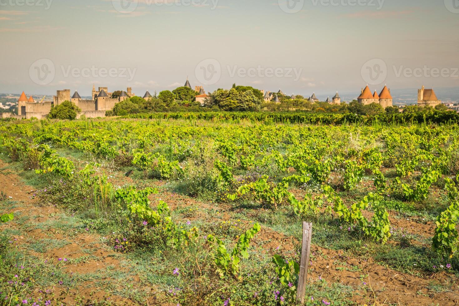 vigneti in crescita al di fuori il medievale fortezza di carcassonne nel Francia foto