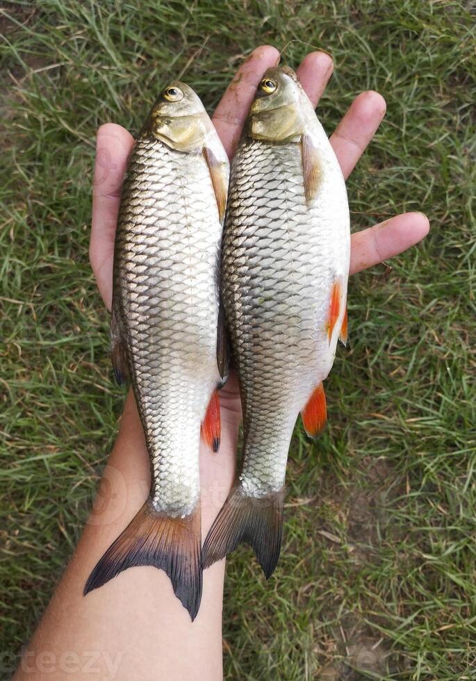 pescatore catturato fiume pesce Tenere nel il suo mano foto