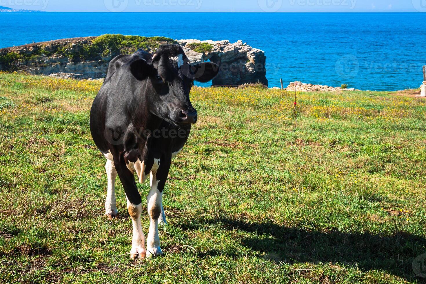 spagnolo latte mucca nel il mare Agriturismo,Asturie,Spagna foto