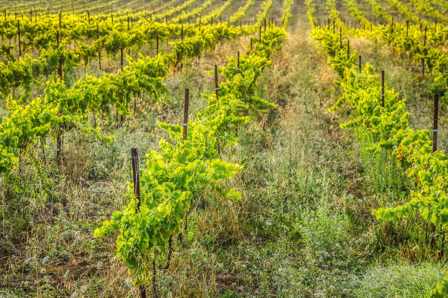 il vigneti lungo il famoso vino itinerario nel alsazia, Francia foto