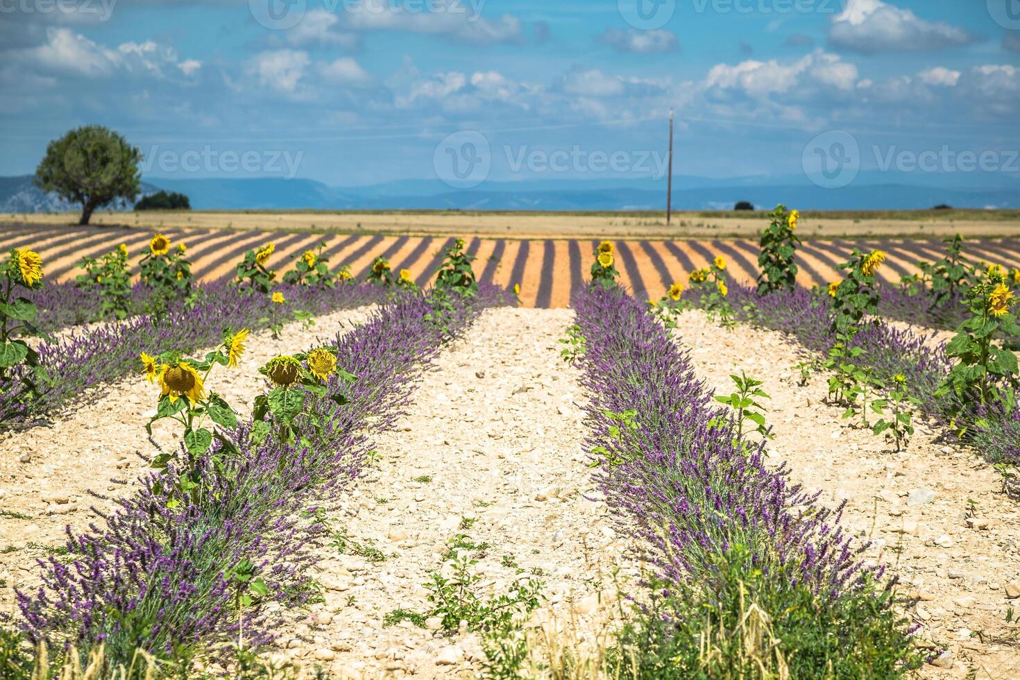 fiori di lavanda che fioriscono campi profumati in file infinite. Altopiano di Valensole, Provenza, Francia, Europa. foto