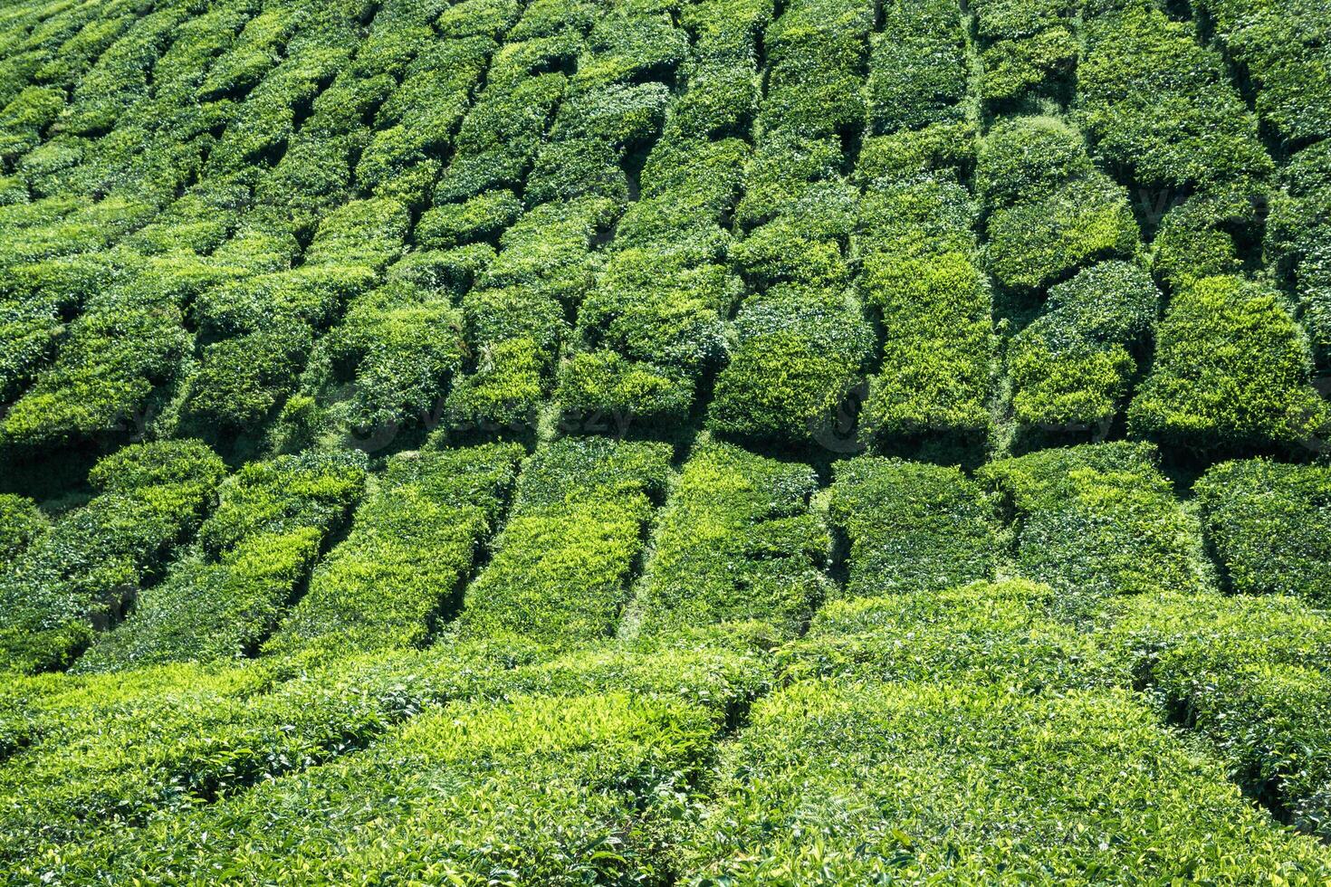 tè piantagioni nel Munnar, Kerala, India foto