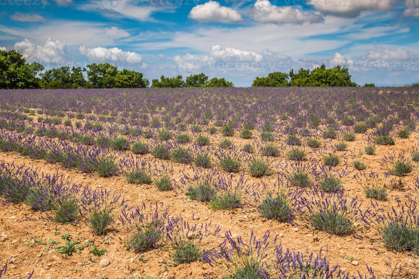 fiori di lavanda che fioriscono campi profumati in file infinite. Altopiano di Valensole, Provenza, Francia, Europa. foto