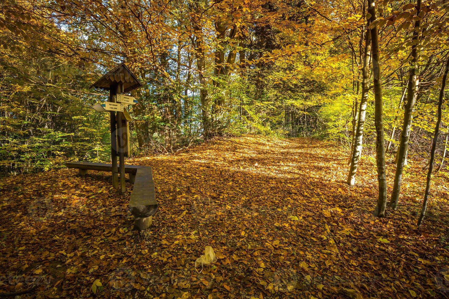 autunno foresta paesaggio-ingiallito autunno alberi e caduto autunno le foglie. foto