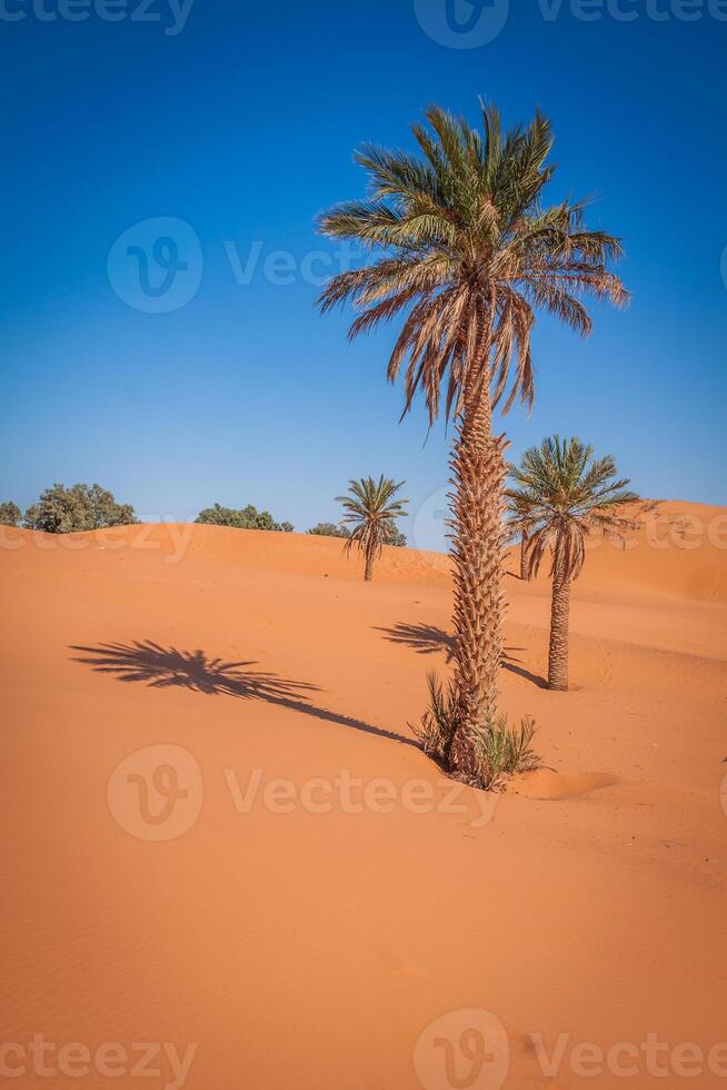 palma alberi e sabbia dune nel il sahara deserto, Merzouga, Marocco foto