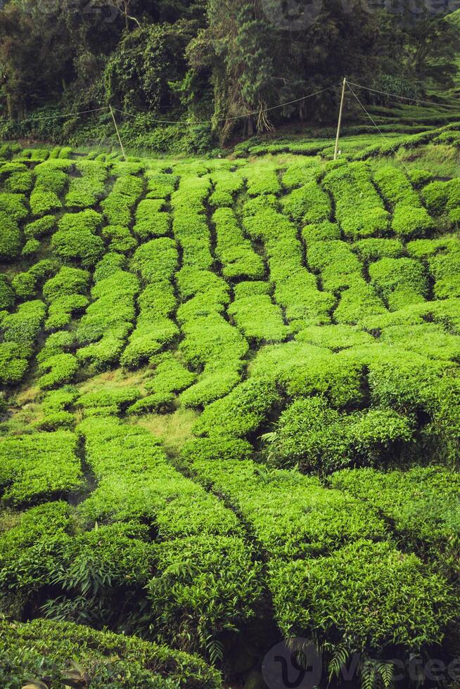 piantagione di tè cameron highlands, malesia foto