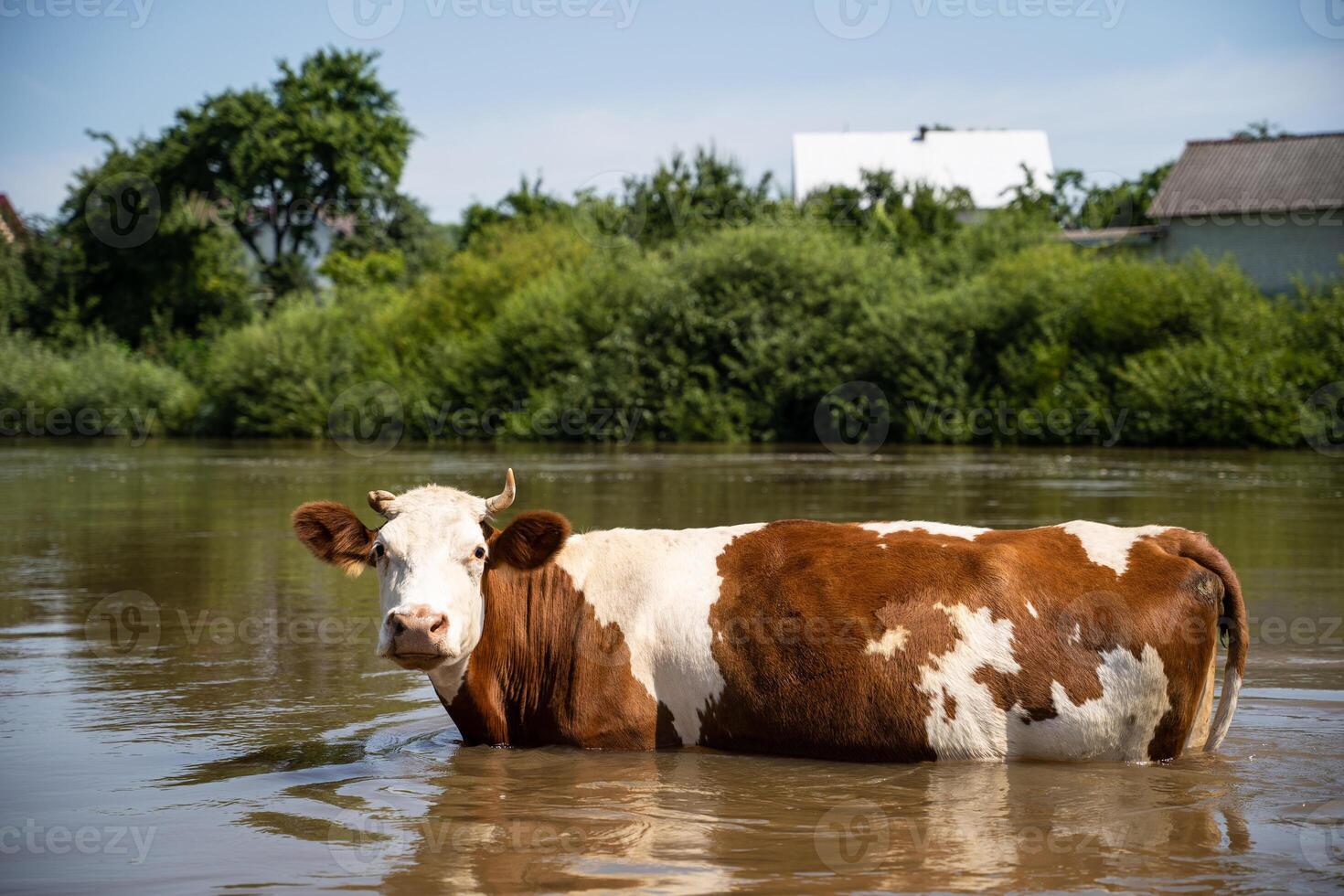 mucche fare il bagno nel il fiume vicino il villaggio nel caldo estate foto