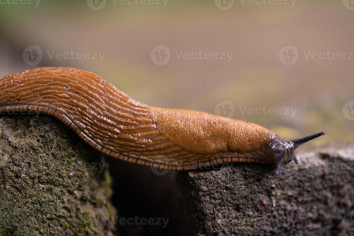 avvicinamento di un' spagnolo lumaca arion volgare all'aperto foto