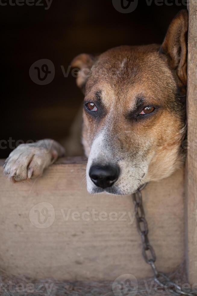 un' solitario e triste guardia cane su un' catena vicino un' cane Casa all'aperto. foto