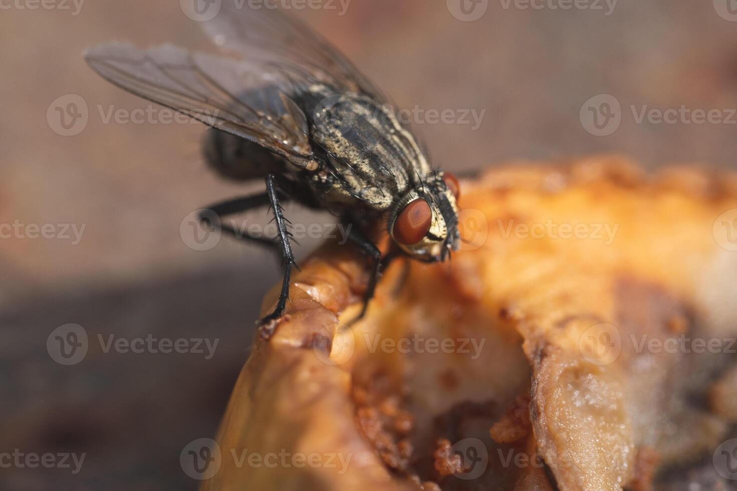 mosca domestica, vicino su macro tiro di un' volare foto