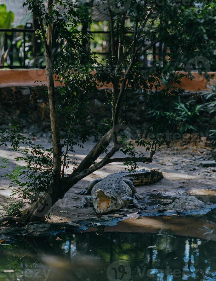 crocodylus poroso o acqua salata coccodrillo o indo australiano coccodrillo o mangiatrice di uomini coccodrillo. prendere il sole a il pantano. foto