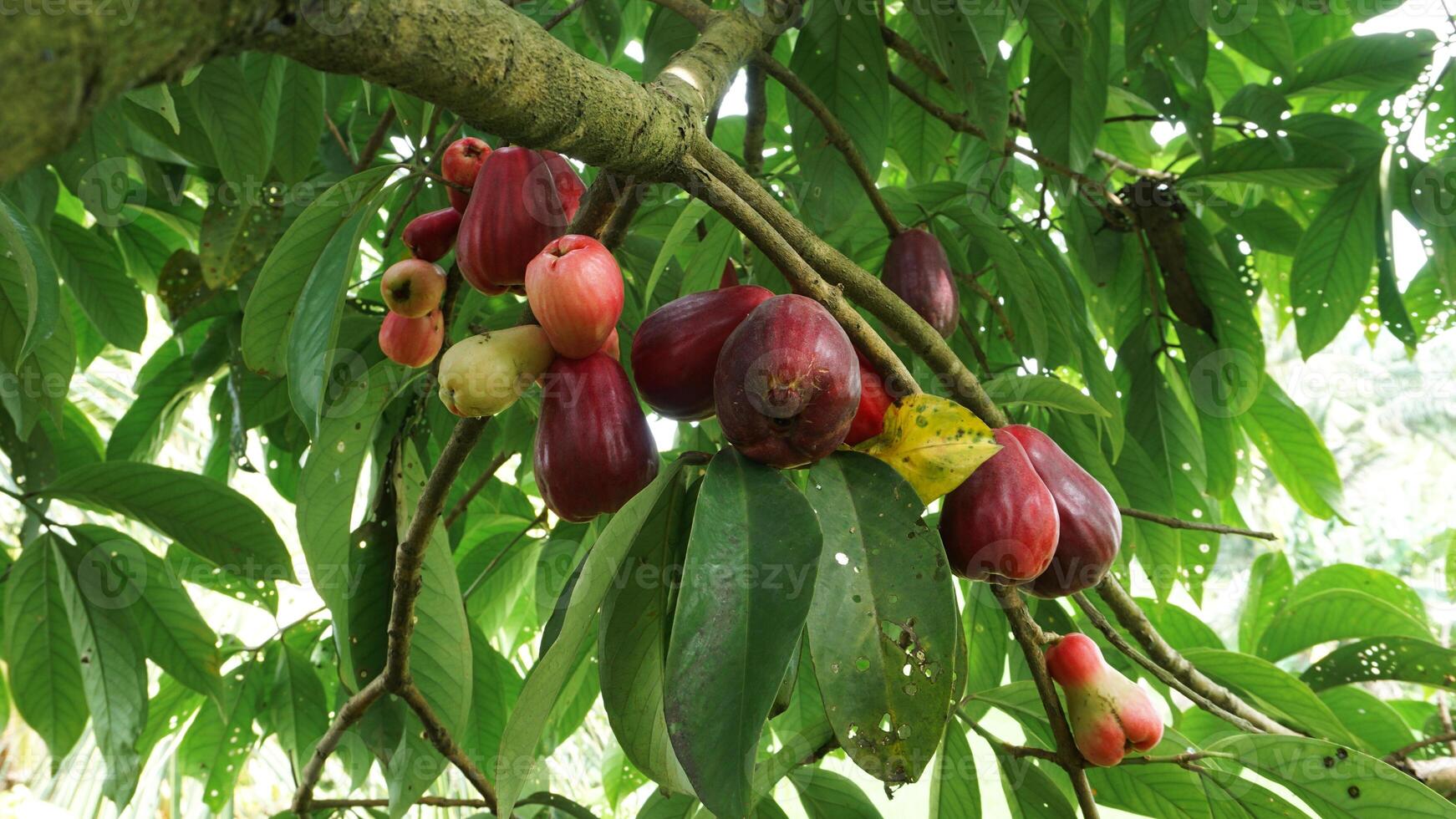 giamaicano guaiava frutta ancora su il albero foto