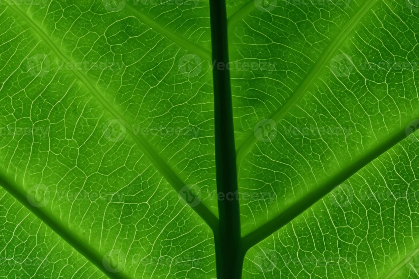 svelare della natura splendore nel ogni delicato vena, un' caleidoscopio di bellezza adorna Questo avvicinamento eleganza, dove verdura diventa un intricato arazzo di vita foto