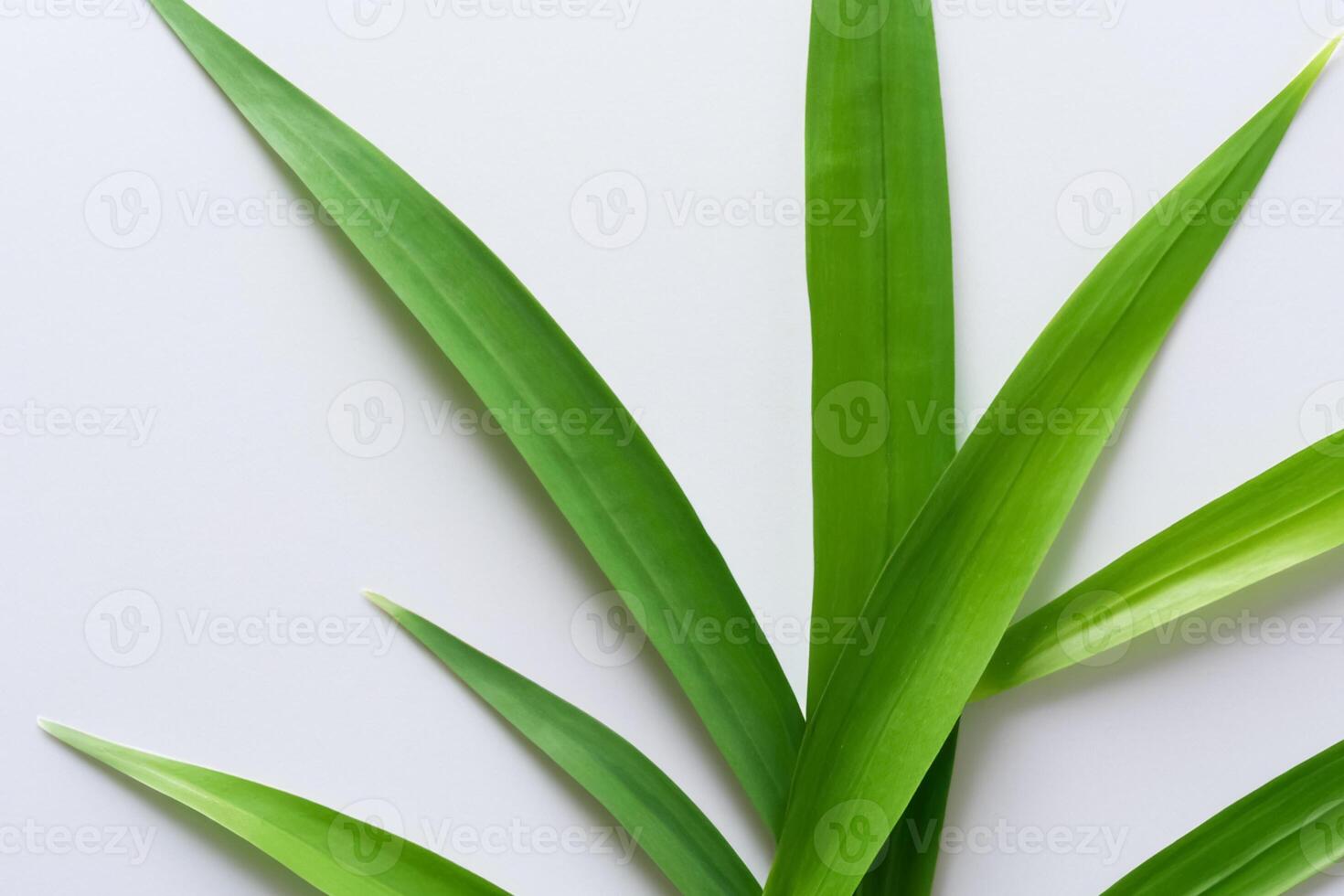 un' culinario odissea con il bellissimo pandan foglia, infusione delicato aromi e vivace verde tonalità in squisito piatti, elevando gusto profili con della natura fresco eleganza foto