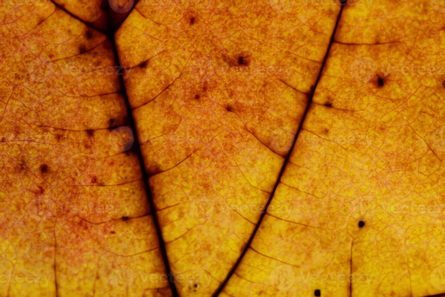 svelare della natura splendore nel ogni delicato vena, un' caleidoscopio di bellezza adorna Questo avvicinamento eleganza, dove verdura diventa un intricato arazzo di vita foto