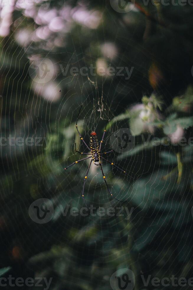 Esplorare sentul bogor spettacolare cascate e foresta sentieri. un' escursioni a piedi avventura con amici nel gunung pancar. sbalorditivo fotografia - meraviglioso Indonesia foto