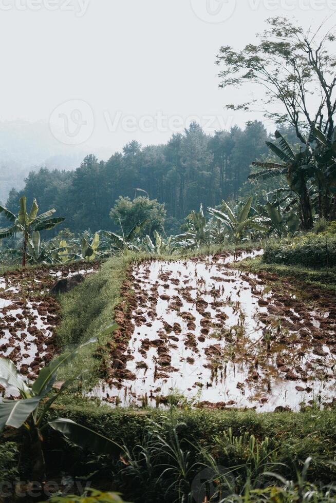 Esplorare sentul bogor spettacolare cascate e foresta sentieri. un' escursioni a piedi avventura con amici nel gunung pancar. sbalorditivo fotografia - meraviglioso Indonesia foto