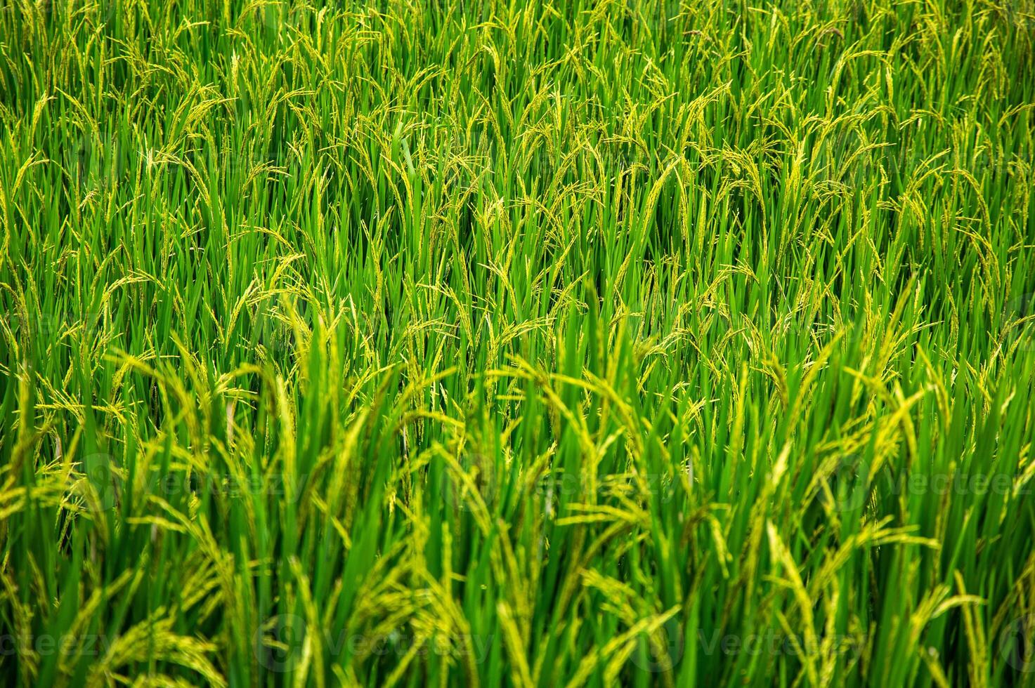 verde riso campo. riso orecchie nel il piovoso stagione. riso campo paesaggio. foto