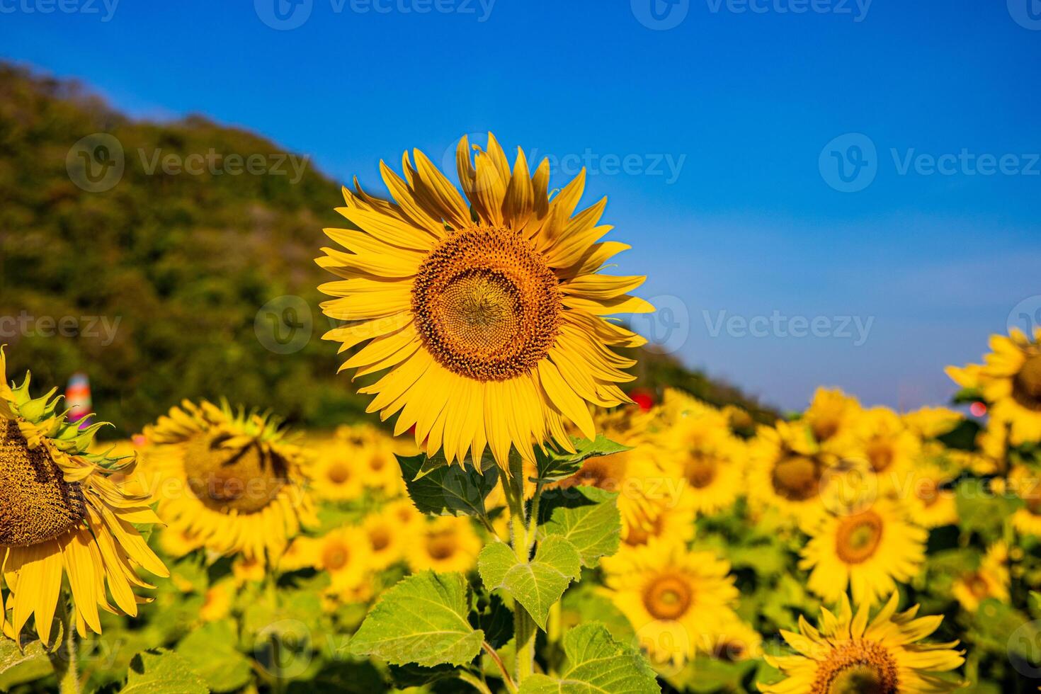 girasoli su un agricolo campo nel Asia. pianta giallo fiori e girasole semi. backgroud natura blu cielo e montagne. durante simpatico soleggiato inverno giorno nel agricoltori giardino. foto