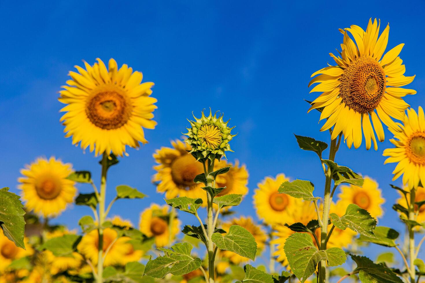 girasoli su un agricolo campo nel Asia. pianta giallo fiori e girasole semi. backgroud natura blu cielo e montagne. durante simpatico soleggiato inverno giorno nel agricoltori giardino. foto