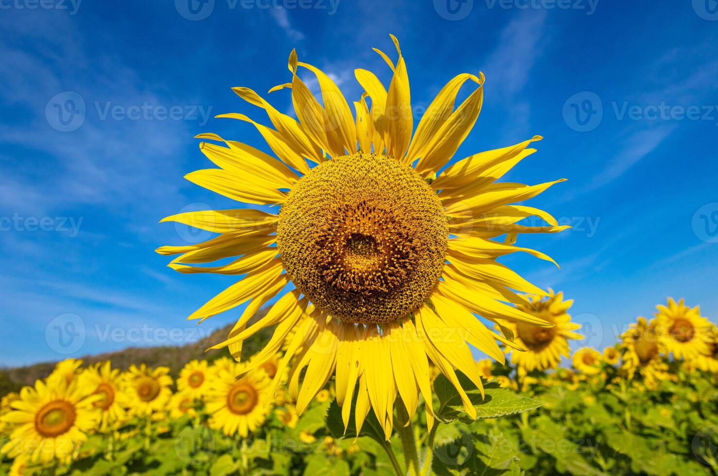 girasoli su un agricolo campo nel Asia. pianta giallo fiori e girasole semi. backgroud natura blu cielo e montagne. durante simpatico soleggiato inverno giorno nel agricoltori giardino. foto