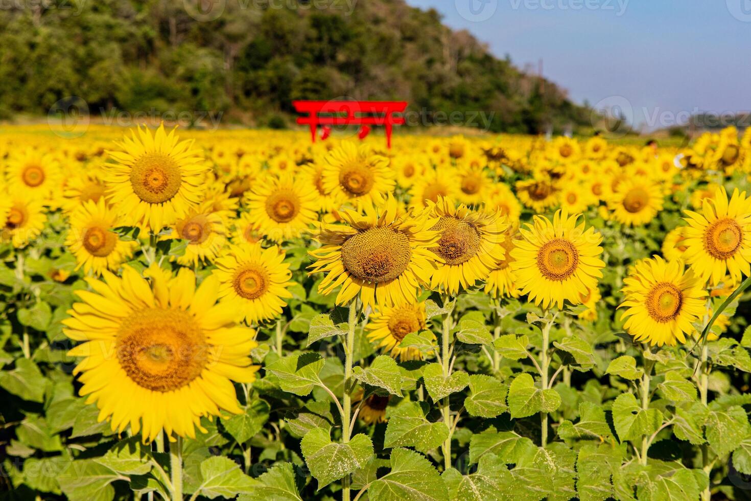 girasoli su un agricolo campo nel Asia. pianta giallo fiori e girasole semi. backgroud natura blu cielo e montagne. durante simpatico soleggiato inverno giorno nel agricoltori giardino. foto