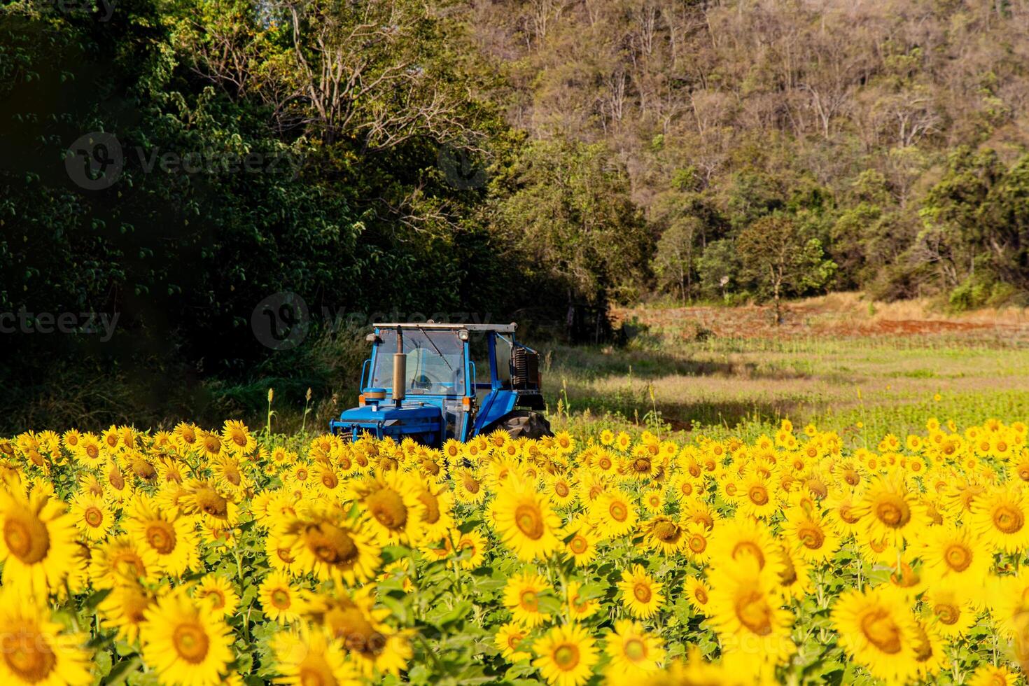 girasoli su un agricolo campo nel Asia. pianta giallo fiori e girasole semi. backgroud natura blu cielo e montagne. durante simpatico soleggiato inverno giorno nel agricoltori giardino. foto