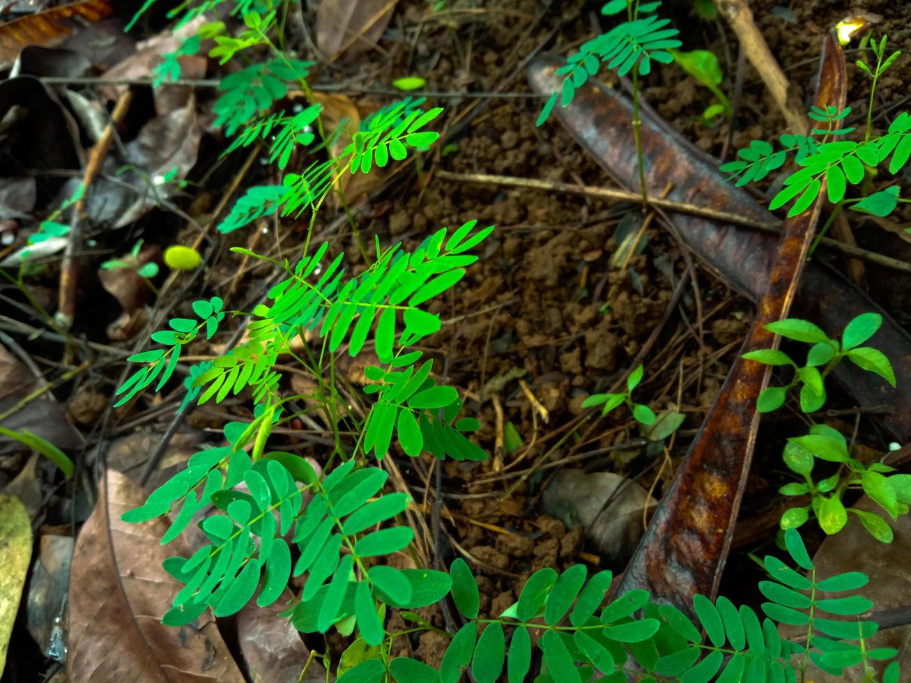 sfondo modello foglie verdi, sfondo naturale e carta da parati foto