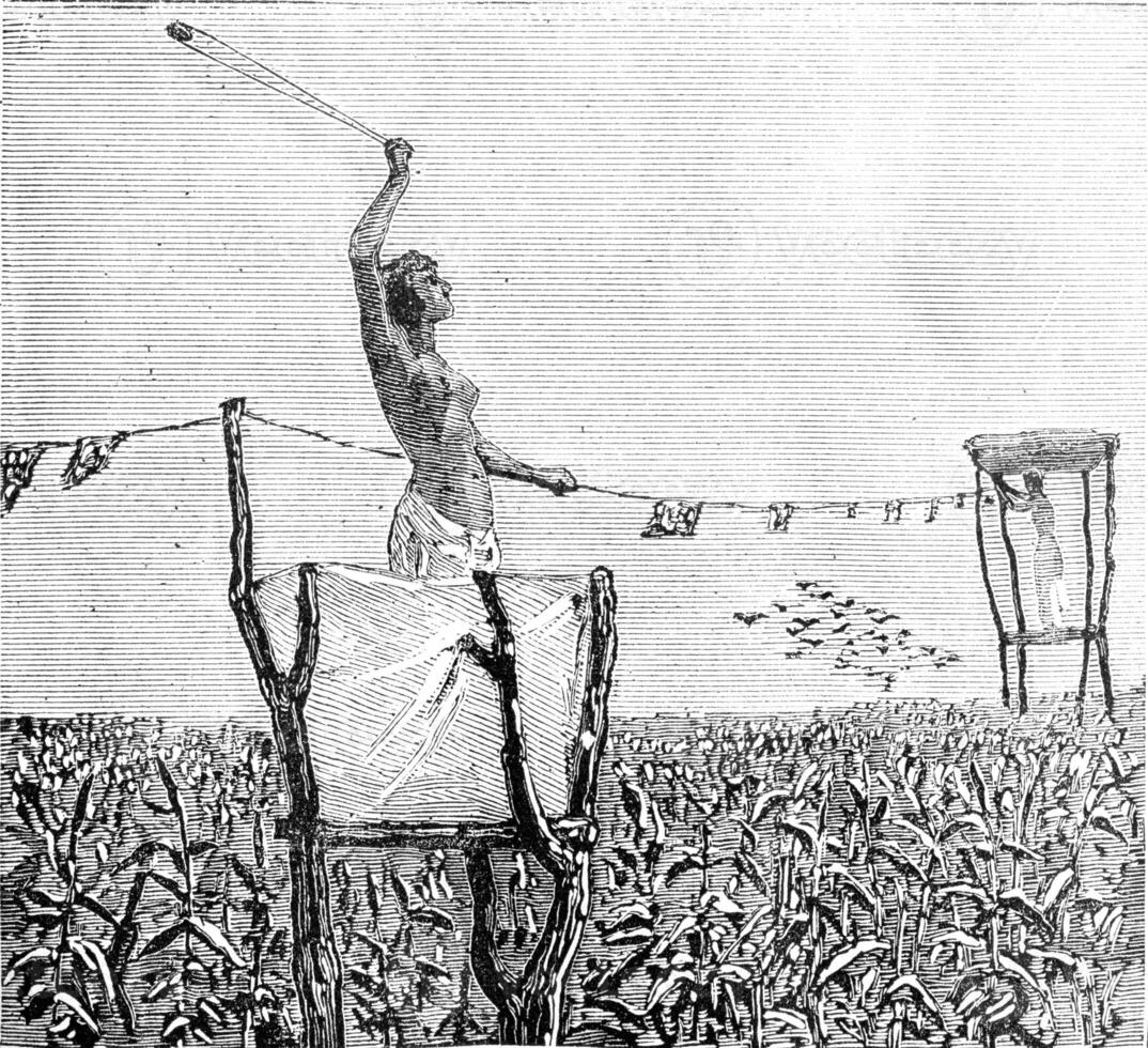 donna proteggere il colture nel un' campo a partire dal uccelli utilizzando un' fionda. foto
