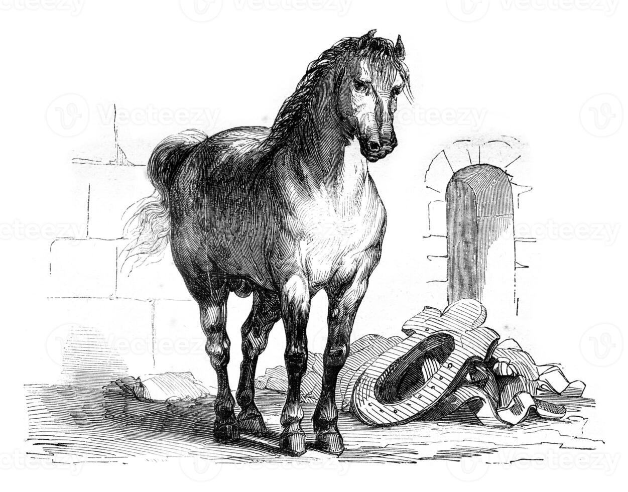 un' cavallo di battaglia, Vintage ▾ incisione. foto