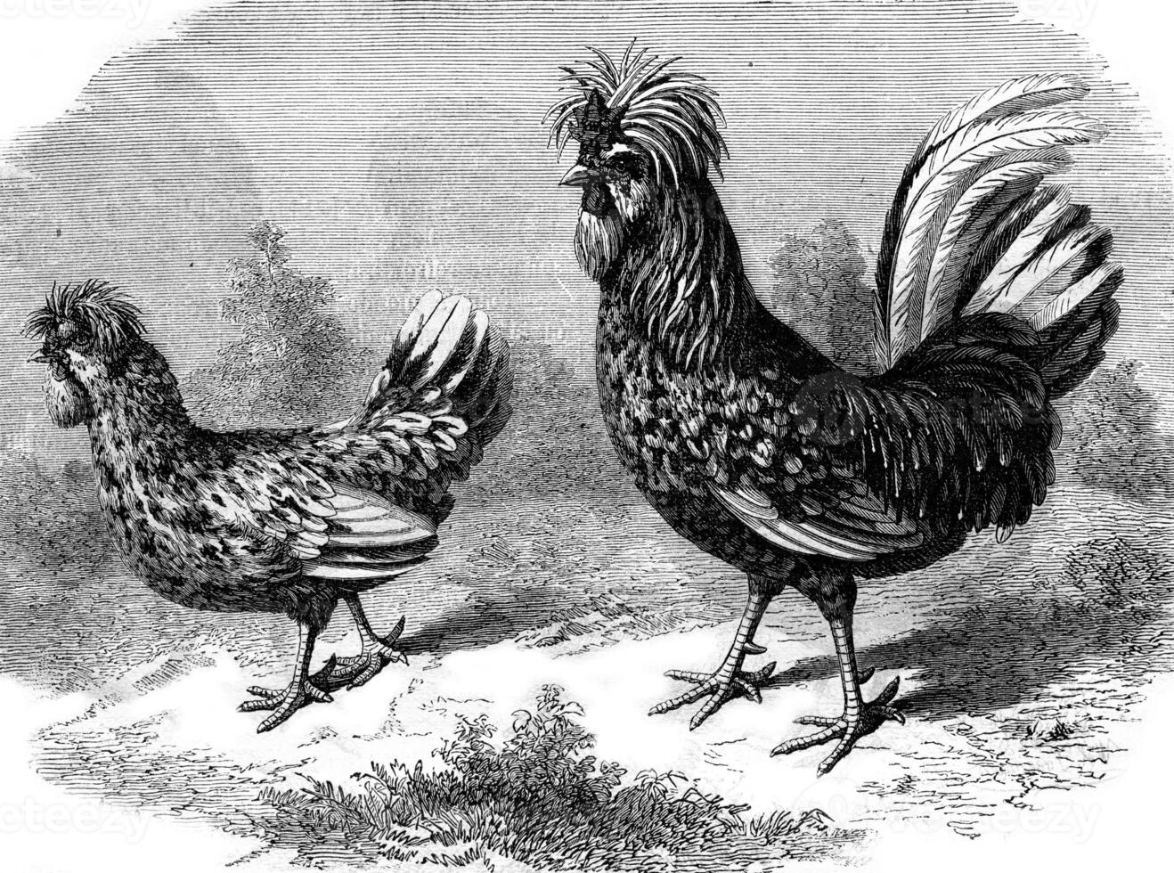 Gallo e gallina Houdan, Vintage ▾ incisione. foto