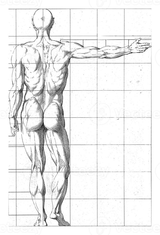 proporzione studia di un' dell'uomo corpo foto