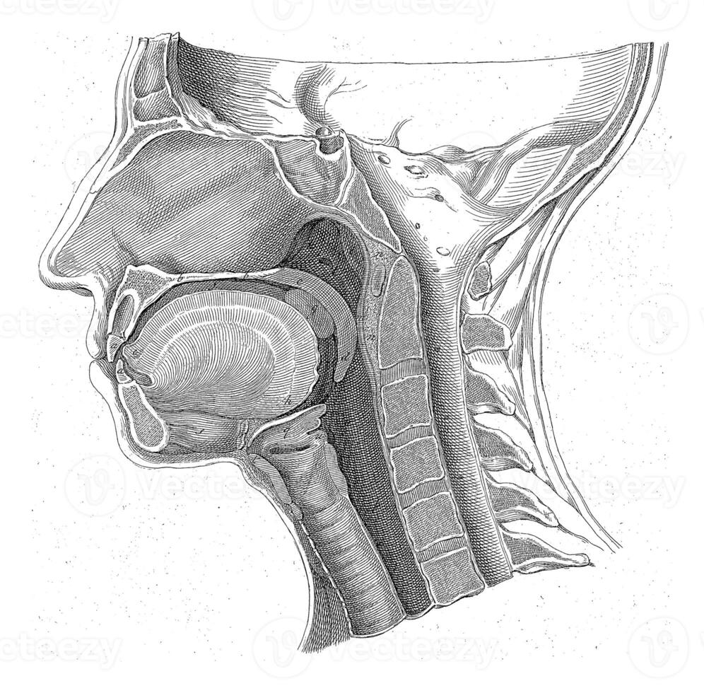 anatomia di il testa, ladro molto, dopo gerardo Sandifort, 1752 - 1825 foto