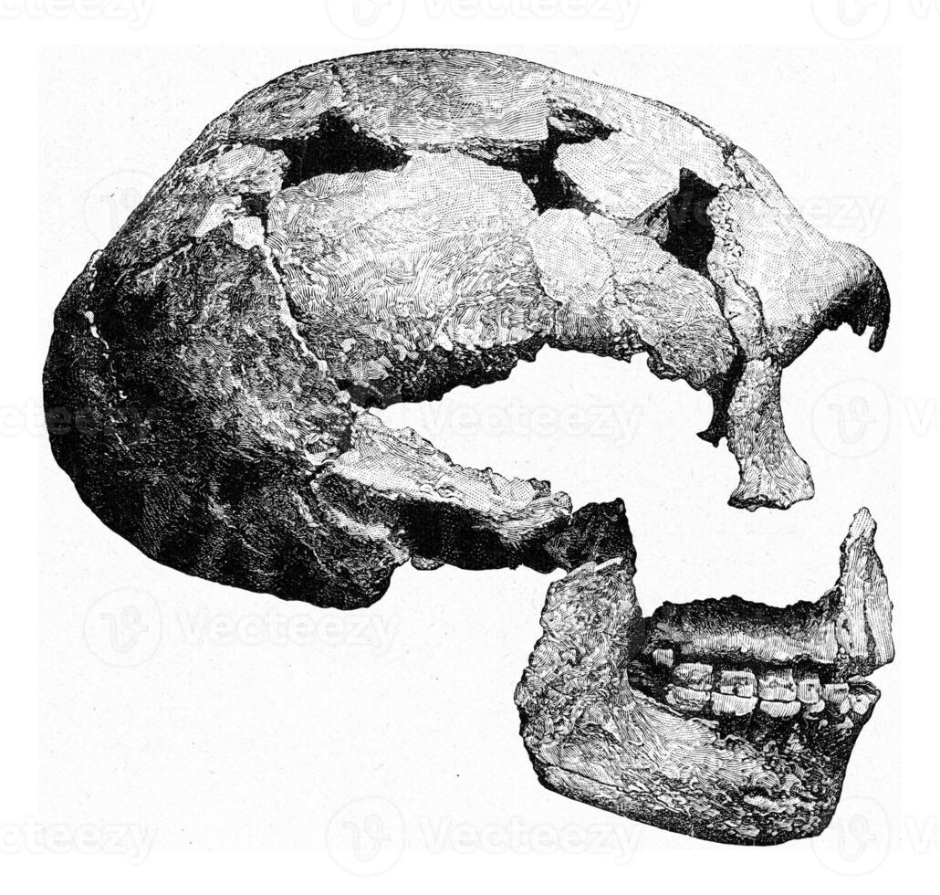 preistorico cranio spiare nel Belgio, Vintage ▾ incisione. foto