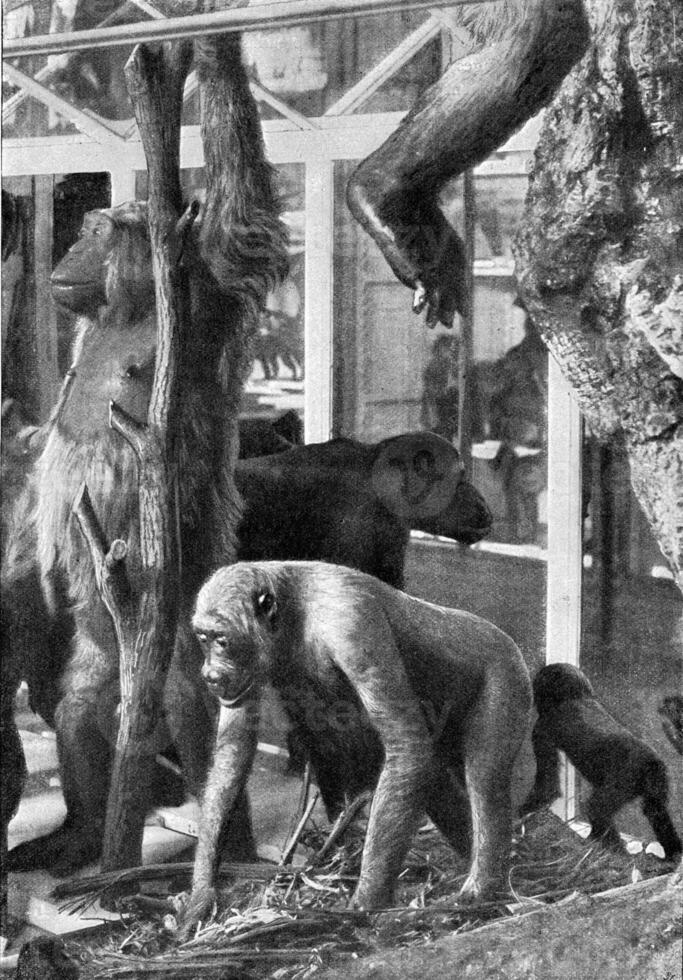 gruppo di gorilla con loro nido, Vintage ▾ incisione. foto