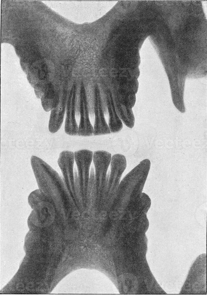 il sviluppo stadi di mascellare orang visualizzazioni a partire dal dentro, Vintage ▾ incisione. foto