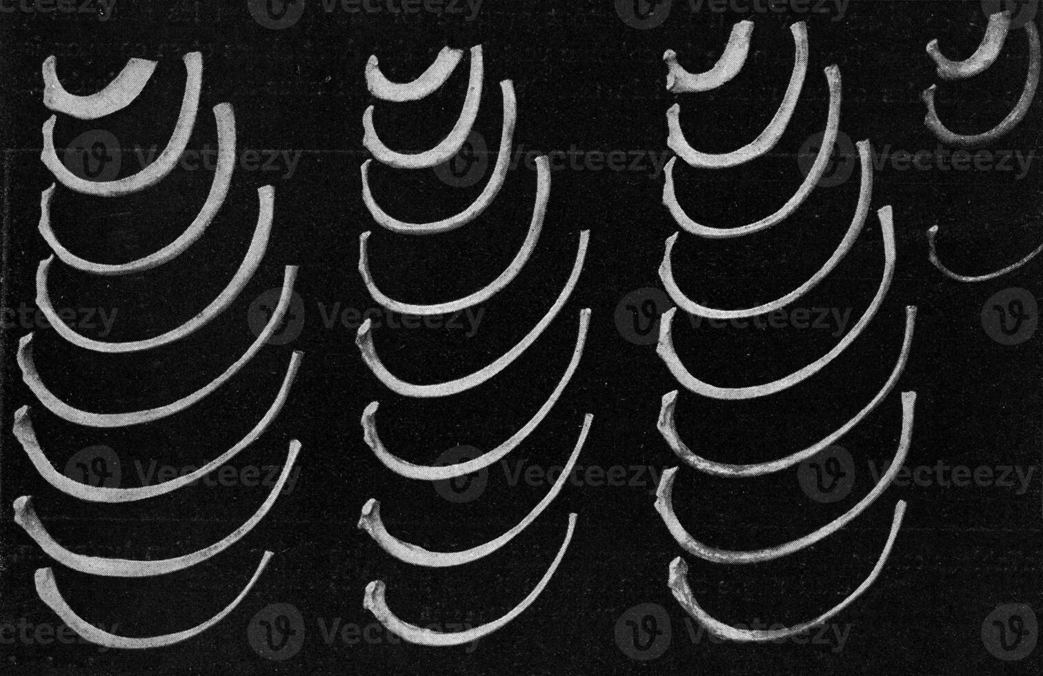 comparativo tavolo di dimensioni di un' europeo, un australiano, un africano negro e un' nano negro filippine, Vintage ▾ incisione. foto